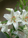 カサブランカ 発送は2024年5月から 母の日プレゼントに おすすめ鉢花ギフト お誕生日の鉢花におすすめ 2024年お届けは5月頃開花カサブランカプラ鉢植え【ユリ】カサブランカ　鉢植　純白で巨大輪の優雅な花。 蕾の数も多いカサブランカ
