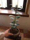 ローリエ【月桂樹】【鉢植え】 【香りのよい月桂樹】