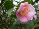 2025年2月~3月に開花 つばき苗【庭木】 【ツバキ】椿 風鈴一号