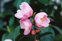 2025年2月~3月に開花 つばき苗 【庭木】 【ツバキ】椿 衣通姫
