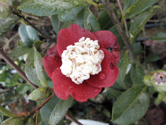 高さ　約40センチ〜　 ※鉢色や鉢の形状は変わる場合がございます 花時期： 2〜3月 蕾あり　開花見込み 椿は日本固有の花木で、もともと日本の気候や土壌に適応した 形質をもっている植物なので、育てやすい樹種の1つです。 　『日本書紀』にも大伴家持が白い椿を天武天皇に 献上したと書かれています。 　 公郷・僧侶・武士など位の高い人しか手にすることが 出来なかった位　 椿は　位が高い事のシンボル的存在の木花で 普通の人は、見ることさえ出来ないものでした。 椿の花は、花が　開いてしまいとポトリと落ちますが これは、不吉な事ではなく『潔い』という意味があります。 貴方も　椿のある家に初冬頃から早春にかけてツバキの花が咲きます。 ツバキは日本ではヤブツバキ（別名ヤマツバキ）、 ユキツバキ（別名サルイワツバキ：ヤブツバキの変種とされる） リンゴツバキ等が野生種として自生しています。 また童謡でも親しまれるサザンカもツバキ科です。 単に「ツバキ」と言うと、ヤブツバキ、ユキツバキ、園芸品種なども含みます。 ツバキはバラの様に園芸品種が生み出され、その数は1000種を超えると言います。 ツバキの発音は「艶葉木」からと言う説と、朝鮮語から来たという説があるようです。 また日本では、ツバキに「椿」の字を当てますが、中国では「椿」はセンダン科のチャンチンという木のことを言います。 そこで日本の「椿」という漢字は、早春に咲く花を表現して 日本人が発明したとも言われています 　 　 椿ほど魅力的な花は少ないのではないかと思います。 それは、花色と花形の多彩さ、多様さに、艶葉のしっとりとした落ち着き 樹姿のまとまりのよさ、秋から春まで 咲き続ける花期の長さが　　つばきの魅力です。 　　　　多種取り揃えています。　こちらより 　 卜伴は、独特の趣をもっていますね。 赤い花びらにに白い花弁で、 まるで日の丸を逆にしたような椿です。 中心の白の咲き方は、唐子咲きといいます。 　