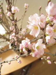 2024年3月頃開花サクラ苗　桜苗　【啓翁桜苗】　啓翁桜　庭木