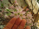 桜の苗　【敬翁桜】