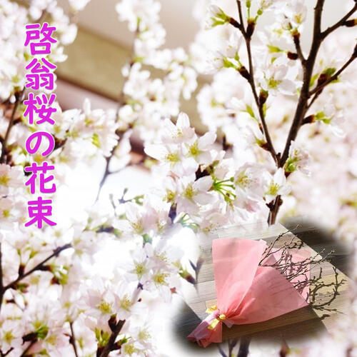 発送は12月23日より桜のお花見を楽しむ啓翁桜花束2025年贈り物に サクラを贈る【送料無料】『啓翁桜（けいおうさくら）』桜 花束