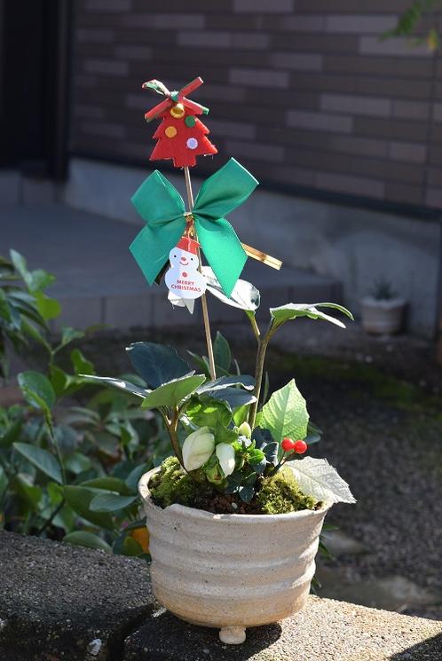楽天市場】クリスマス ローズ 鉢植え 7号の通販 楽天市場】クリスマス ローズ 鉢植え 7号の通販