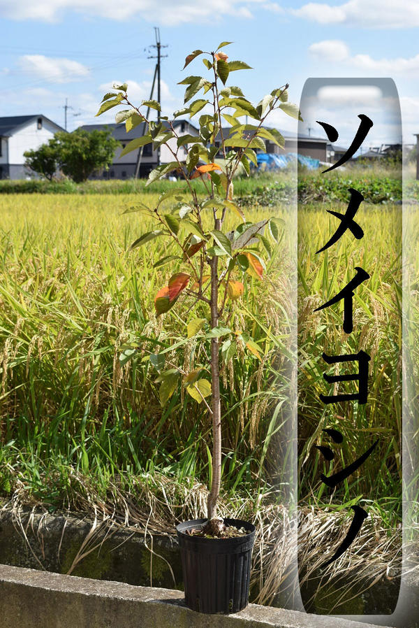 2025年4月中頃~5月開花お花見桜接ぎ木3年生植樹記念樹におすすめソメイヨシノ桜 故郷を桜で美しく桜の苗 【染井吉野桜】庭木桜 ソメイヨシノ染井吉野桜の苗入学・卒業・卒園・誕生などの記念樹にも人気のサクラです