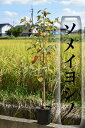 2025年4月中頃〜5月開花お花見桜接ぎ木3年生植樹記念樹におすすめソメイヨシノ桜 故郷を桜で美しく桜の苗 【染井吉野桜】庭木桜 ソメイヨシノ染井吉野桜の苗入学...