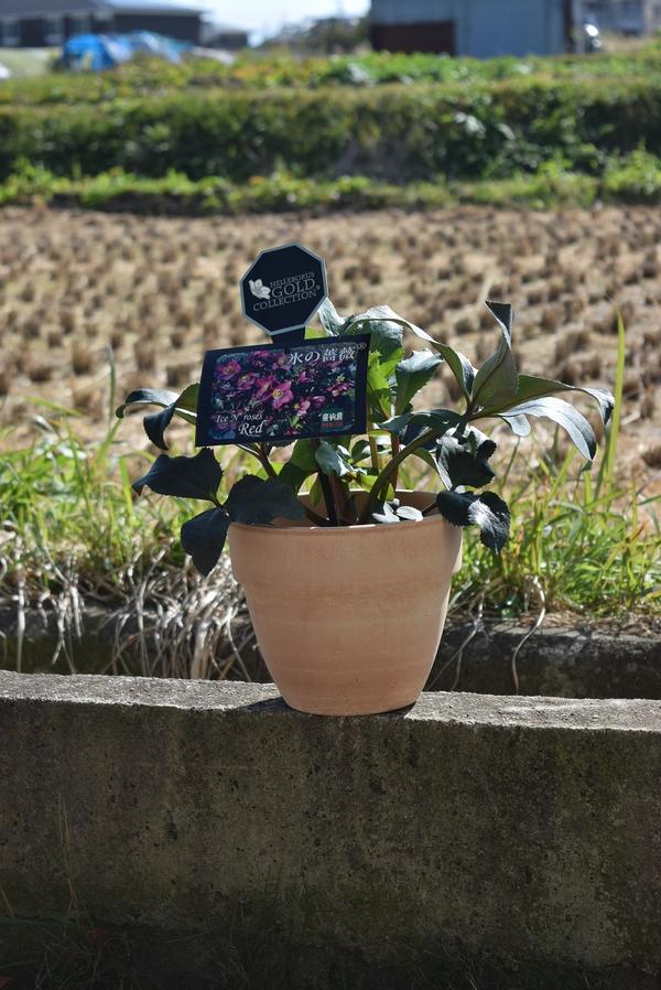 ピンクニゲルクリスマスローズ氷の薔薇 ローズピンク 限定品 鉢植えニゲルのレッド花 園芸百貨店何でも揃うこぼんさい ピンクニゲルクリスマスローズ氷の薔薇 ローズピンク 限定品 鉢植えニゲルのレッド花 園芸百貨店何でも揃うこぼんさい