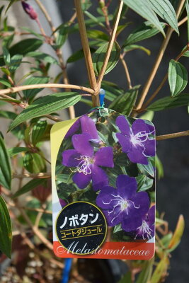 ノボタンの育て方 剪定や植え替えのコツやうまく育たない原因と対策を解説 暮らし の ノボタンの育て方 剪定や植え替えのコツやうまく育たない原因と対策を解説 暮らし の