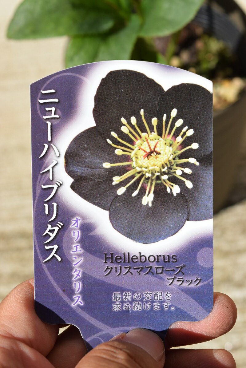 クリスマスローズ鉢植え