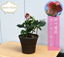 【新入荷】クリスマスローズ Ice N' roses 氷の薔薇 アーリーローズ 早咲き 一重 クリスマスローズ鉢植え