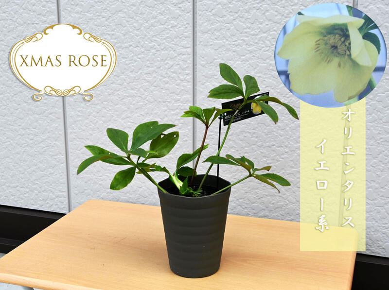 2023年開花クリスマスローズ オリエンタリス イエロー系 一重咲き クリスマスローズ開花予定苗