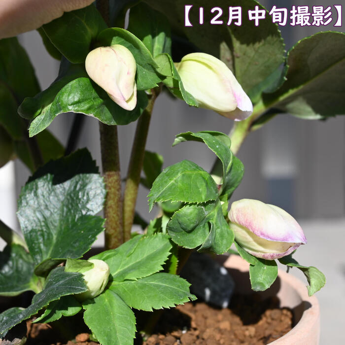 花芽確認後12月より発送予定です。鉢花 クリスマスローズ 鉢植え リアラ HGC 一重 ...