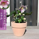 花芽確認後12月より発送予定です。2023年1月撮影鉢花 クリスマスローズ 鉢植え リアラ HGC 一重 テラコッタ鉢入り クリスマスローズ開花株