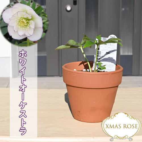 楽天市場】クリスマスローズ クレオパトラ(種類(植物 楽天市場】クリスマスローズ クレオパトラ(種類(植物