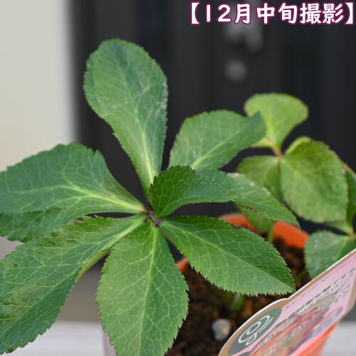 2023年新入荷 クリスマスローズ 苗 エレガンスハニーワイン ミヨシ 八重咲き クリ...