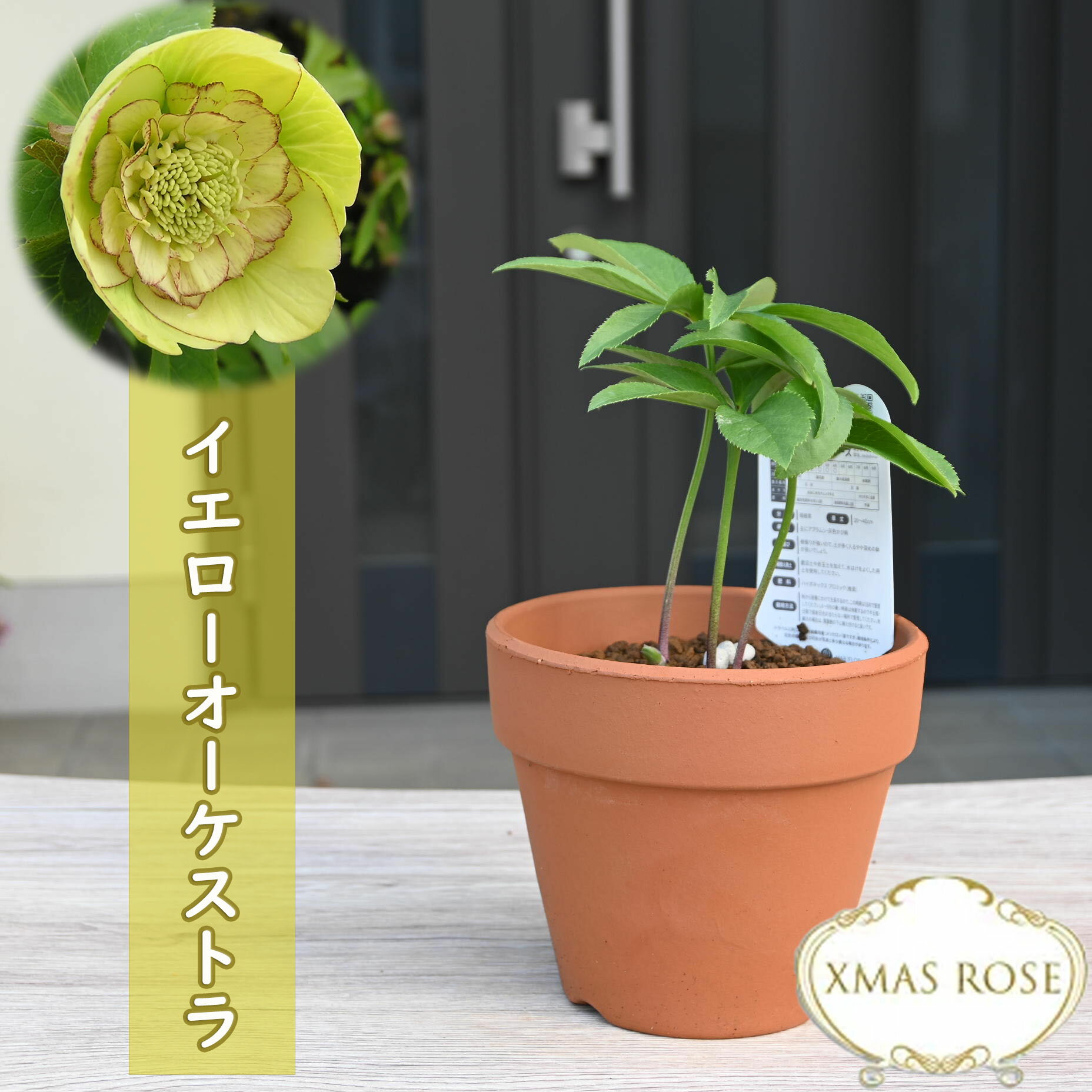 楽天市場】クリスマスローズ クレオパトラ(種類(植物 楽天市場】クリスマスローズ クレオパトラ(種類(植物