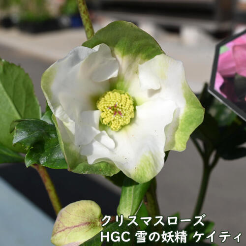 クリスマスローズ 雪の妖精 HGC ケイティ クリスマスローズ ヘレボルス