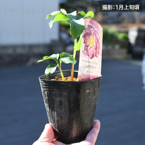 2026年新入荷苗 クリスマスローズ ダブル バイカラー ポット苗 ダブルバイカラー ...