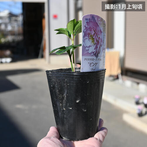 2026年新入荷苗 クリスマスローズ ダブル ピンク ポット苗 ダブルピンク ヘレボル...