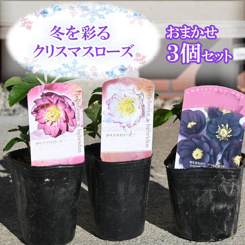 2026年新入荷苗 クリスマスローズ ポット苗 おまかせ 3個セット 3種類 ヘレボルス属 多年草 実生苗