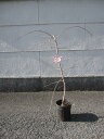 2025年3月末頃開花見込み苗 桜苗【彼岸しだれ桜 】【枝垂れ桜】 紅しだれ桜 高さ 約1m しだれ桜苗