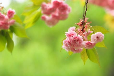 八重しだれ桜苗4月に開花予定の桜庭木用植樹に菊しだれ桜苗【菊しだれ桜】しだれ桜 苗木