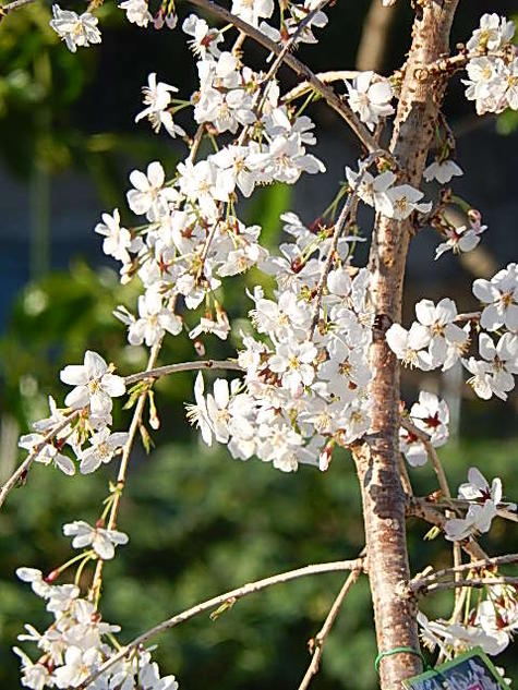 富士しだれ桜鉢植え2024年3月中頃頃開花【しだれ富士桜盆栽】 富士桜盆栽しだれ桜盆栽　送料無料　陶器鉢入り 3