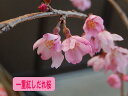 【しだれ桜苗】2024年3月中頃開花予定桜の苗木一重紅しだれ