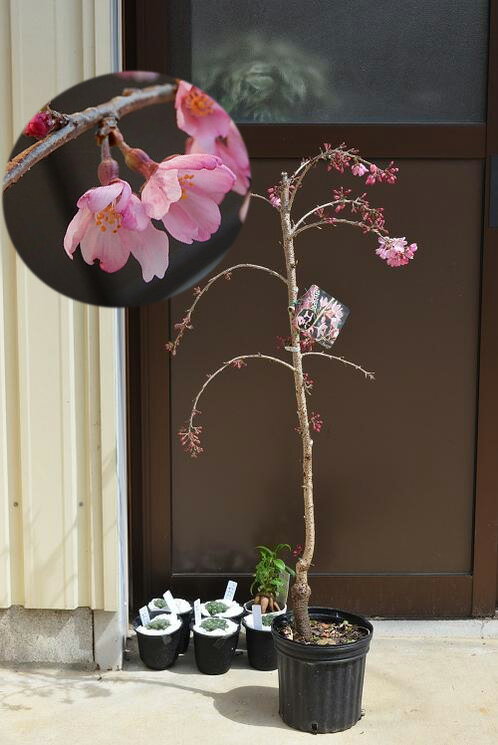 【庭木用しだれ桜】植樹に2024年3月中旬頃開花のさくら苗し