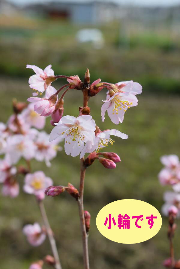 桜の苗啓翁桜けいおうざくら2024年3月頃開花苗 当店おすすめ自宅のシンボルツリーに桜の苗　啓翁桜苗さくらの苗木　葉桜のサムネイル
