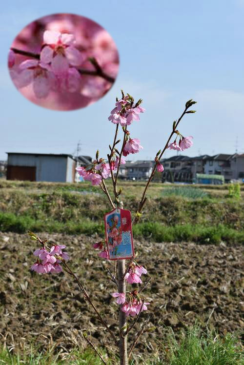 さくら苗【雅桜 桜苗】2022年3月頃開花予定のさくら苗さくら苗一重咲き 早咲き お祝い プリンセス