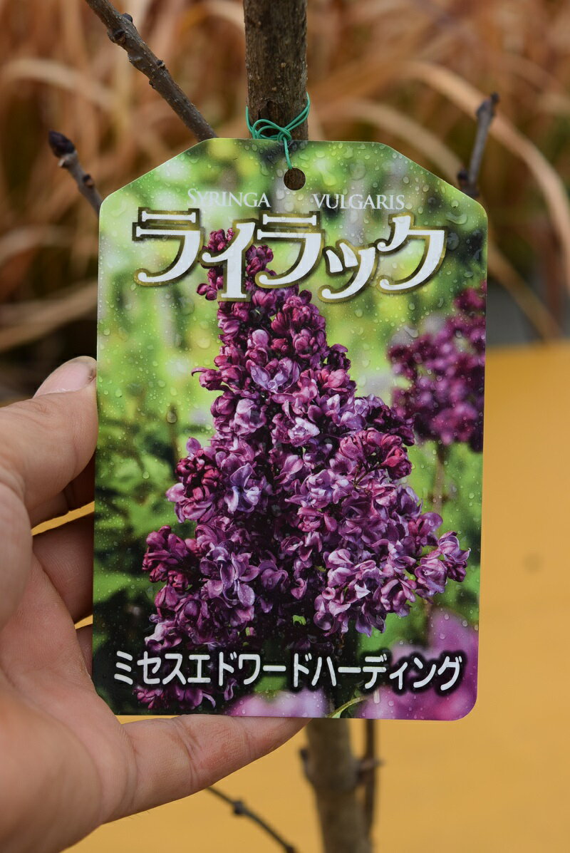 楽天市場】ライラック 苗(花の苗物|苗物):ガーデニング 楽天市場】ライラック 苗(花の苗物|苗物):ガーデニング