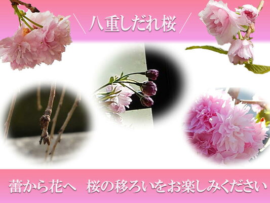 楽天市場 記念樹に桜 八重しだれ桜苗 21年4月に開花の桜苗しだれ桜 苗木八重枝垂れ桜 苗今年おすすめのしだれ桜苗 植樹 シンボルツリーに最適 園芸百貨店何でも揃うこぼんさい 楽天市場 記念樹に桜 八重しだれ桜苗 21年4月に開花の桜苗しだれ桜 苗木八重枝垂れ桜 苗今年おすすめのしだれ桜苗 植樹 シンボルツリーに最適 園芸百貨店何でも揃うこぼんさい