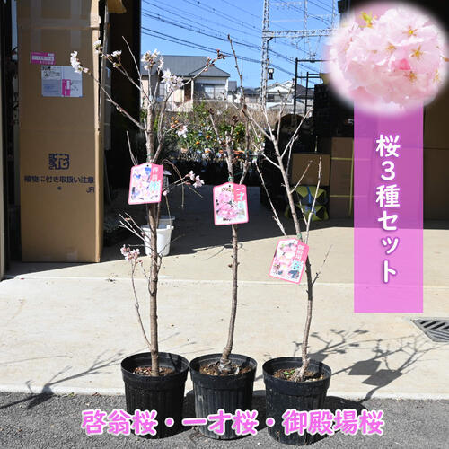 2024年開花中 桜3種セット 接ぎ木3年 桜苗 啓翁桜 一