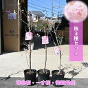 2025年開花3月~4月開花 桜3種セット 接ぎ木3年 桜苗 啓翁桜 河津桜 御殿場桜 3種類 楽しめる桜苗セット