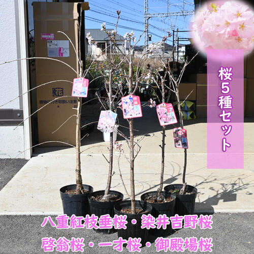 お買い得セット2024年開花 桜5種セット 接ぎ木3年 桜苗 八重紅枝垂桜 染井吉野桜 啓翁桜 一才桜 御殿場桜 5種類 楽しめる桜苗セット