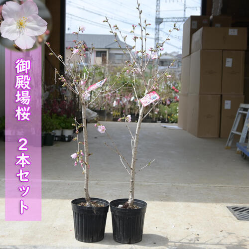 今年おすすめのサクラあす楽対応2024年4月開花 桜苗 御殿