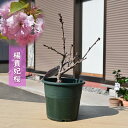 2025年4月開花予定 楊貴妃桜 苗木 プラ鉢入りさくら サトザクラ系 サクラ ヨウキヒ