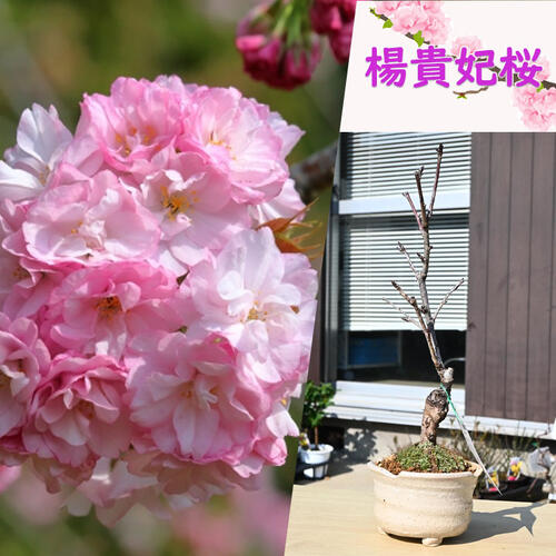 お買い物マラソン期間楽天ポイント2倍2026年4月開花 楊貴妃桜 盆栽 さくら サトザクラ系 サクラ ヨウキ..