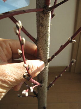 2021年4月頃開花花桃 鉢植【菊桃京舞妓桃 】【桃花鉢植え】 桃の花