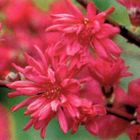 花桃2019年4月頃開花予定【鉢植】 【菊桃京舞妓桃 】【桃】　　桃の花