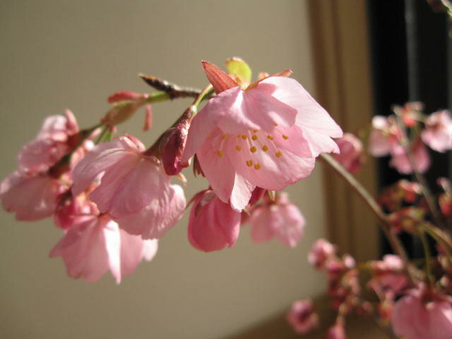 2024年3月に開花桜鉢植え桜の鉢植え陽光桜