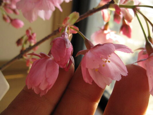 楽天市場 21年3月に開花桜鉢植え桜の鉢植え陽光桜 園芸百貨店何でも揃うこぼんさい 楽天市場 21年3月に開花桜鉢植え桜の鉢植え陽光桜 園芸百貨店何でも揃うこぼんさい