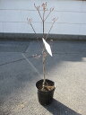 花水木苗2025年4月頃開花のはなみずきシンボルツリー アメリカハナミズキ ハナミズキ小苗アカ花 ハナミズキ苗開花