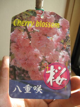 盆栽 【鉢植テラコッタ鉢】 【桜】　日本の名花 八重桜