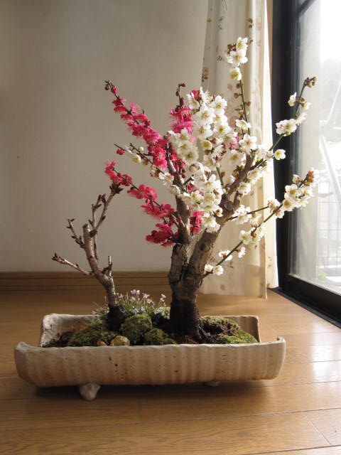 紅白福寿桜盆ヒナ草寄せ植え寄せ植え盆栽信楽鉢入り　　　送料無