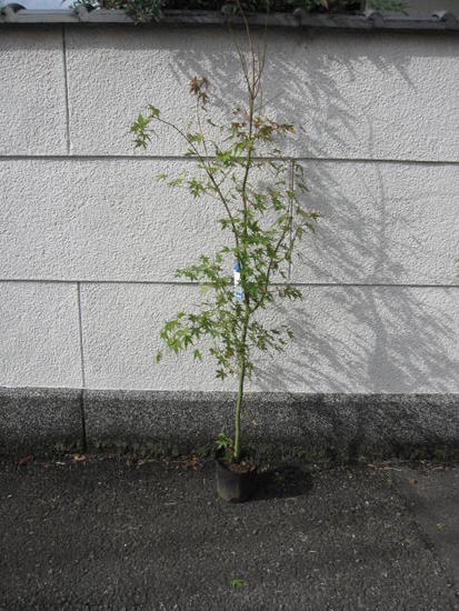 山紅葉苗紅葉といえばイロハモミジ苗もみじ 山もみじ苗木【もみじ苗】 【庭木】【紅葉】 高さ 約1.5M