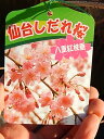 2024年4月頃開花の枝垂れ桜苗 桜の苗 【仙台しだれ桜】八重しだれ桜 苗木仙台枝垂れ桜