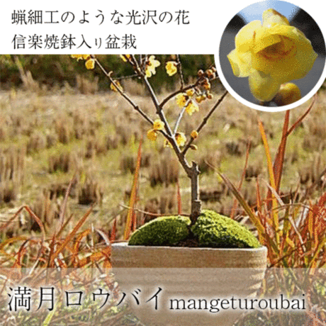 楽天市場 新春年2月頃開花花芽つき おすすめです 花芽つき 満月ロウバイ鉢植え蝋梅 ロウバイ蝋梅のお花からとてもいい香りします 満月 ロウバイ鉢植え 園芸百貨店何でも揃うこぼんさい